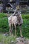 Bighorn Sheep - vertical shot - Canada / Banff and Jasper Nationalpark