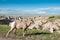 Bighorn sheep walks oblivious to tourists