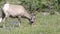 Bighorn sheep among wildflowers on mt washburn in yellowstone