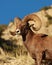 Bighorn sheep in the Wyoming Desert