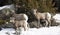 Bighorn Sheep Yellowstone February 2022