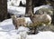 Bighorn Sheep Yellowstone February 2022