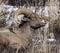 Bighorn Sheep Yellowstone February 2022