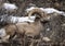 Bighorn Sheep Yellowstone February 2022