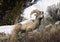 Bighorn Sheep Yellowstone February 2022