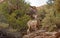 Bighorn sheep in Zion National Park