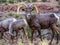 Bighorn Sheeping Looking Toward Camera on Side of Road