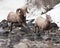Bighorn Sheeps