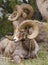 Bighorn Sheeps