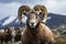 Bighorn sheeps commanding gaze captured in a powerful, close up portrait