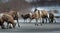 bighorn sheeps licking salt and minerals on a road