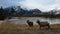 Bighorn sheeps Ovis canadensis in the landscape, Jasper National Park