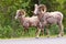 Bighorn sheeps walking