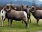 Bighorn Square Dance