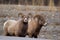 Bighorns are walking along the road in mountains in early spring