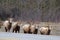 Bighorns are walking along the road in mountains in early spring