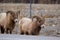 Bighorns are walking along the road in mountains in early spring