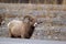 Bighorns are walking along the road in mountains in early spring