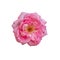 Bight rose macro of a single isolated pink blossom in vintage painting style on white background