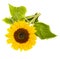 Bight sunflower