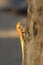 A bight yellow asia garden lizard Calotes versicolour Crested Tree Lizard with blue background on a tree in with plam leave