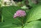 Bigleaf Hydrangea blooming