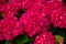 bigleaf hydrangea garden botany flower color red natural