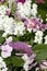 Bigleaf Hydrangea Hydranea macrophylla