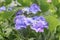 Bigleaf hydrangea Hydrangea macrophylla Blue Wave, blue flower