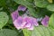 Bigleaf hydrangea, Hydrangea macrophylla Blue Wave, purple-blue flower