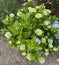 Bigleaf Hydrangea, Lacecap Hydrangea, Hydrangea macrophylla, blue cultivar