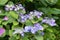 Bigleaf Hydrangea macrophylla Mariesii Perfecta, blue flowering shrub