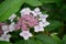 Bigleaf Hydrangea macrophylla Mariesii Perfecta, pink flowers