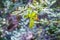 Bigleaf maple Acer macrophyllum leaves and flowers, Uvas Canyon county park, Santa Clara county, California; blurred background