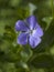 Bigleaf periwinkle flower