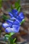 Bigleaf periwinkle flower