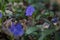 Bigleaf periwinkle plant