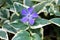 Bigleaf periwinkle or Vinca major evergreen perennial flowering plant with glossy dark green leathery leaves and single violet