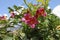 Bignonia capreolata Bignoniaceae family pink flowers blossom.