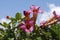 Bignonia capreolata Bignoniaceae family pink flowers blossom.