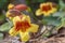 Bignonia capreolata growing along the ground