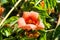 Bignonia grandiflora flowers