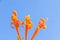 Bignoniaceae, Orange trumpet, Flame flower, Fire-cracker vine, Pyrostegia venusta flower plant with the blue sky