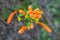 Bignoniaceae, Orange trumpet, Flame flower, Fire-cracker vine, Pyrostegia venusta flower plant with the bokeh