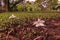 Bignoniaceae plant flower on ground