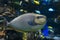 Bignose unicornfish Naso vlamingii , sea and ocean fish