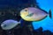 Bignose unicornfish Naso vlamingii tropical sea fish