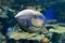 Bignose unicornfish Naso vlamingii tropical sea and ocean fish