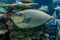 Bignose unicornfish Naso vlamingii tropical sea and ocean fish