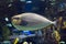 Bignose unicornfish Naso vlamingii tropical sea and ocean fish